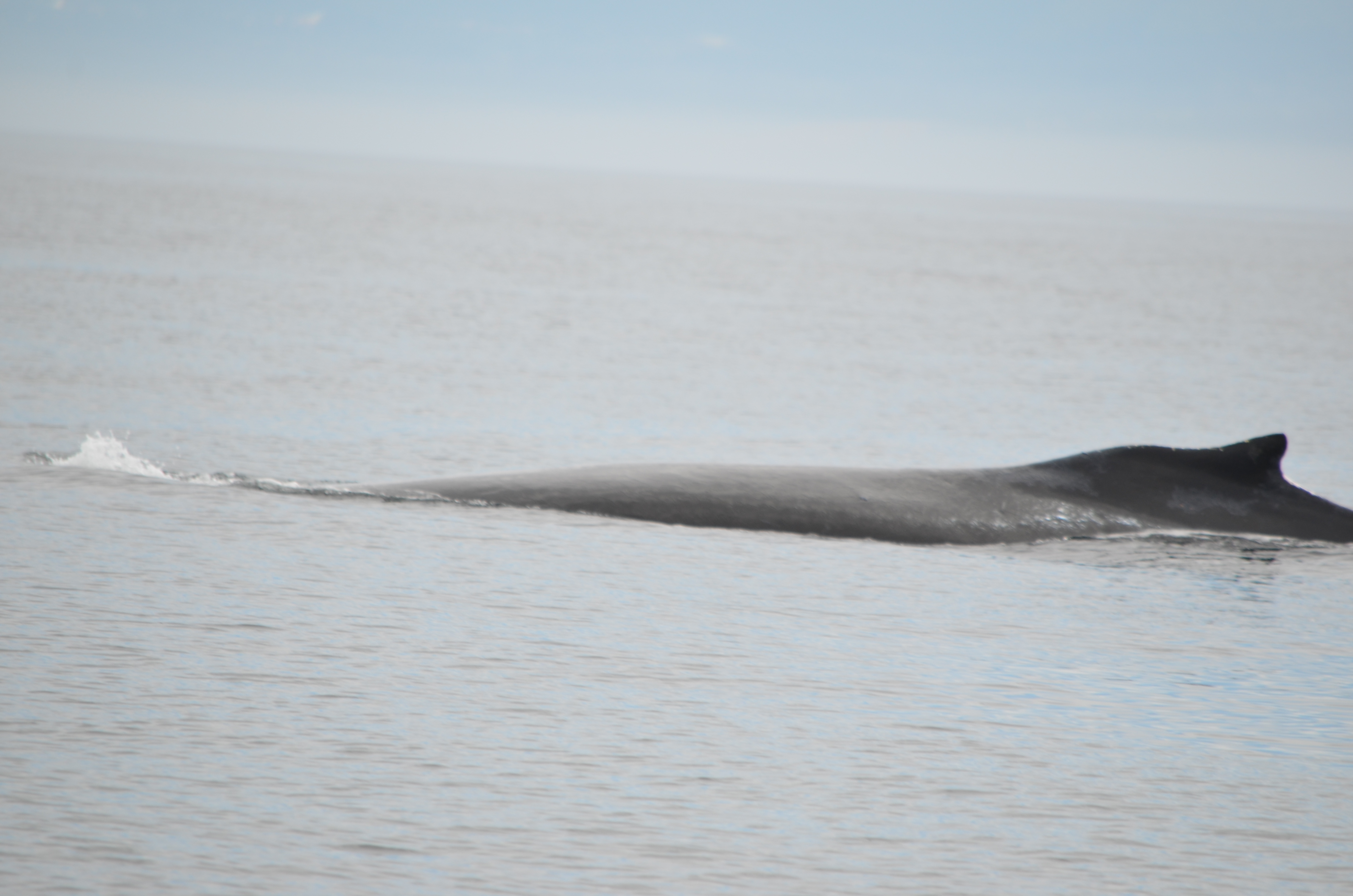 photos/wildlife/Mammal_Species/Humpback Whale/DSC_0067.JPG